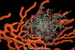 Grasping hands of a Basket Star catching food particles r... by Peet J Van Eeden 